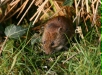 Bank Vole